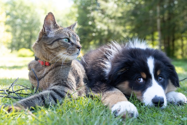 犬や猫たちの健康にもgood ペルシャンパレスsobhani Blog