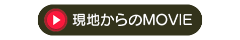 現地からのムービー